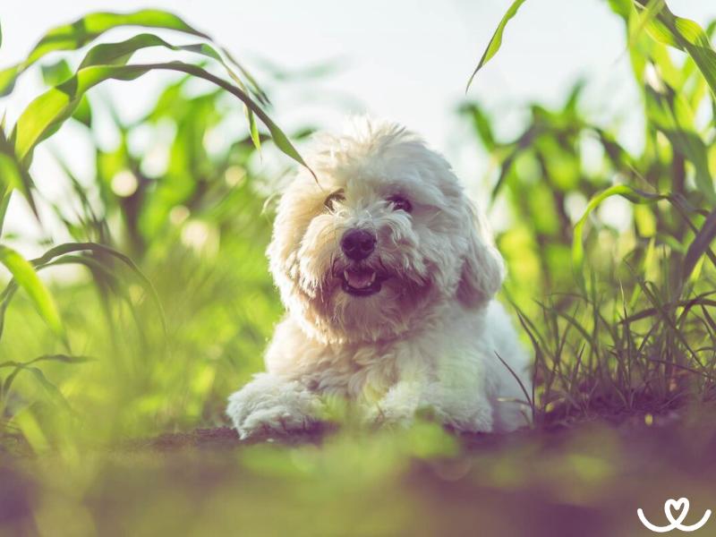 Plemeno-coton-de-tulear (4)